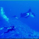 Manta am Elphinstone (Marsa Alam)