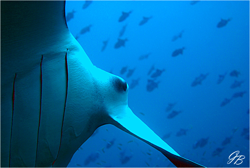 Manta Auge