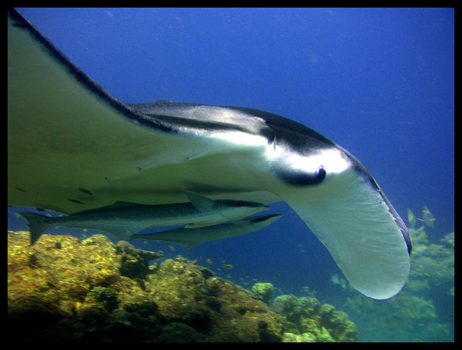 Manta Augen