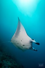 Manta