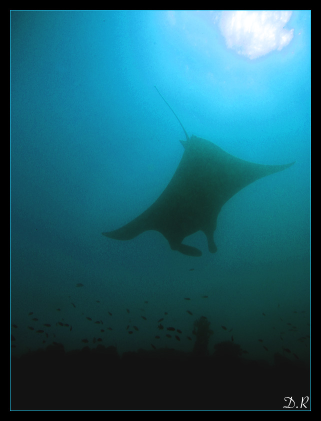 Manta