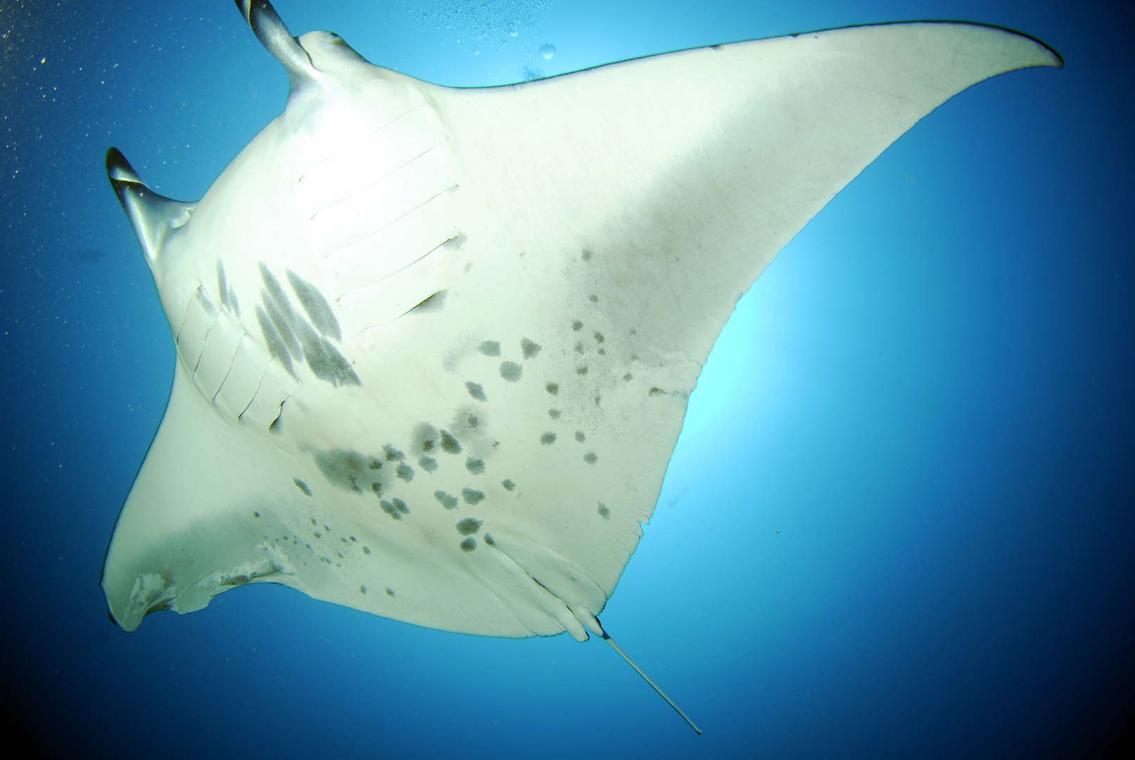 Manta Birostris