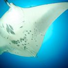 Manta Birostris