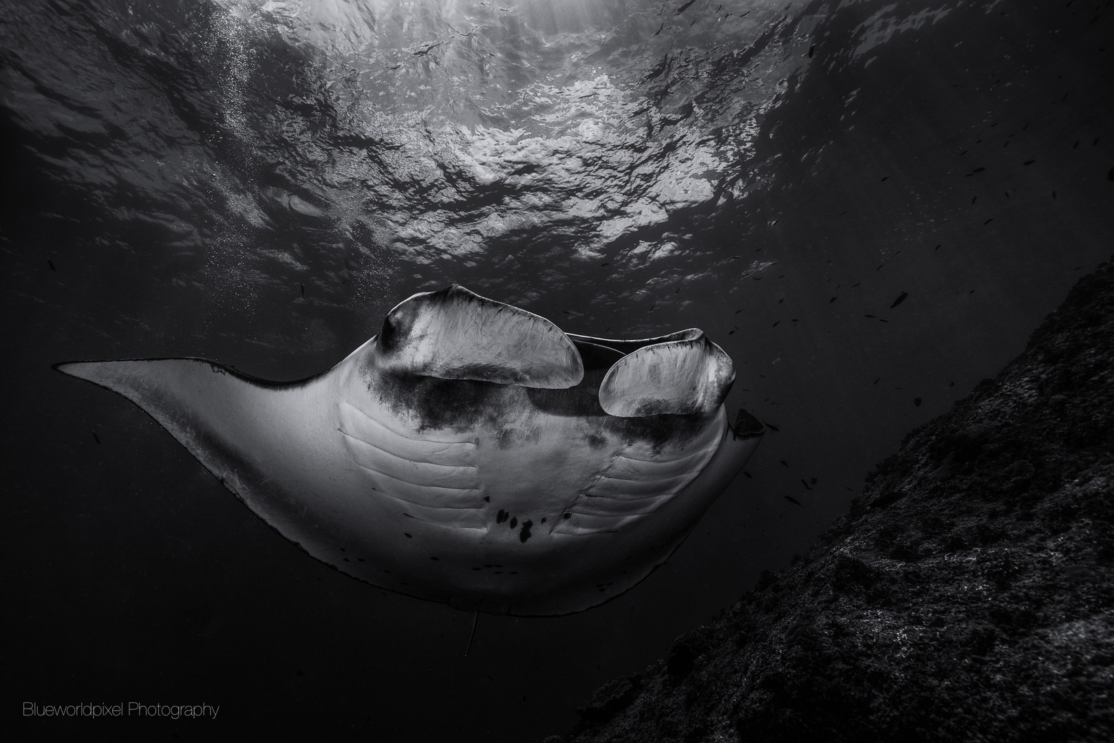 Manta Birostris