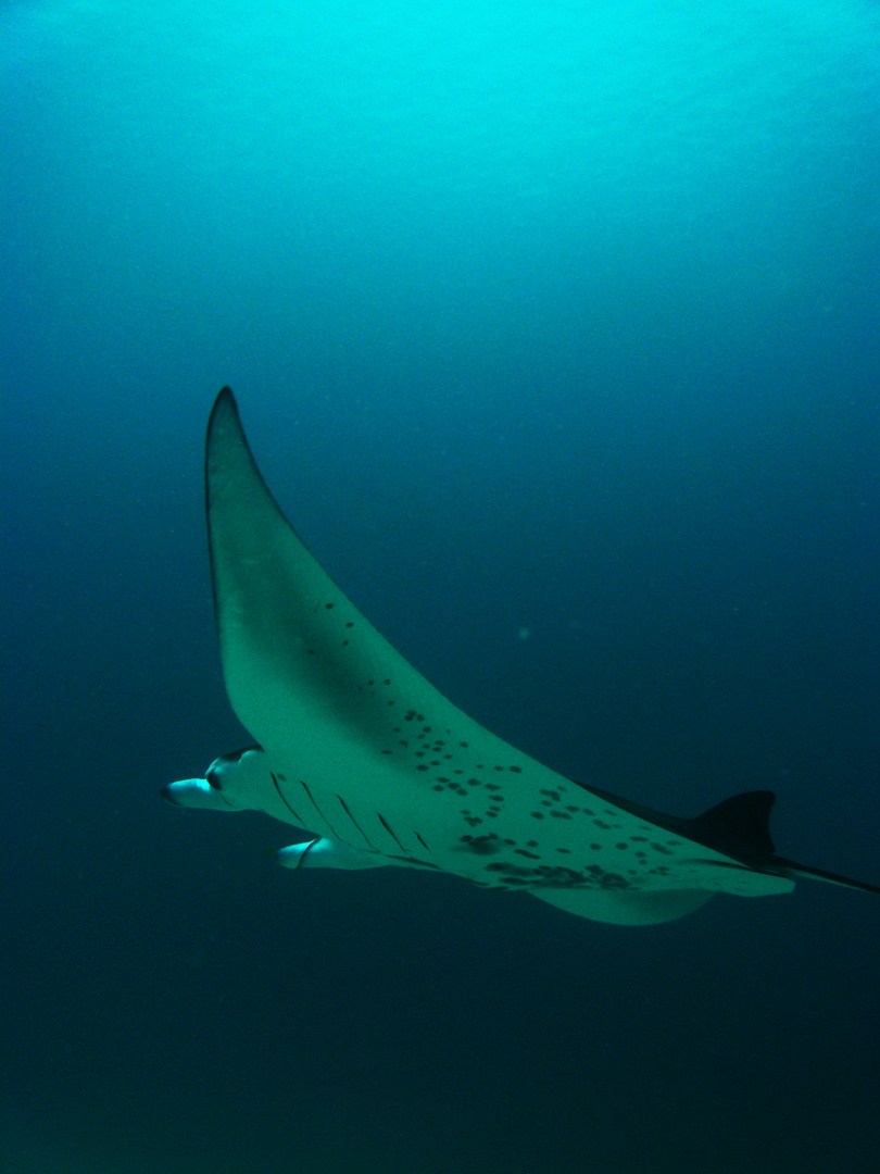 manta