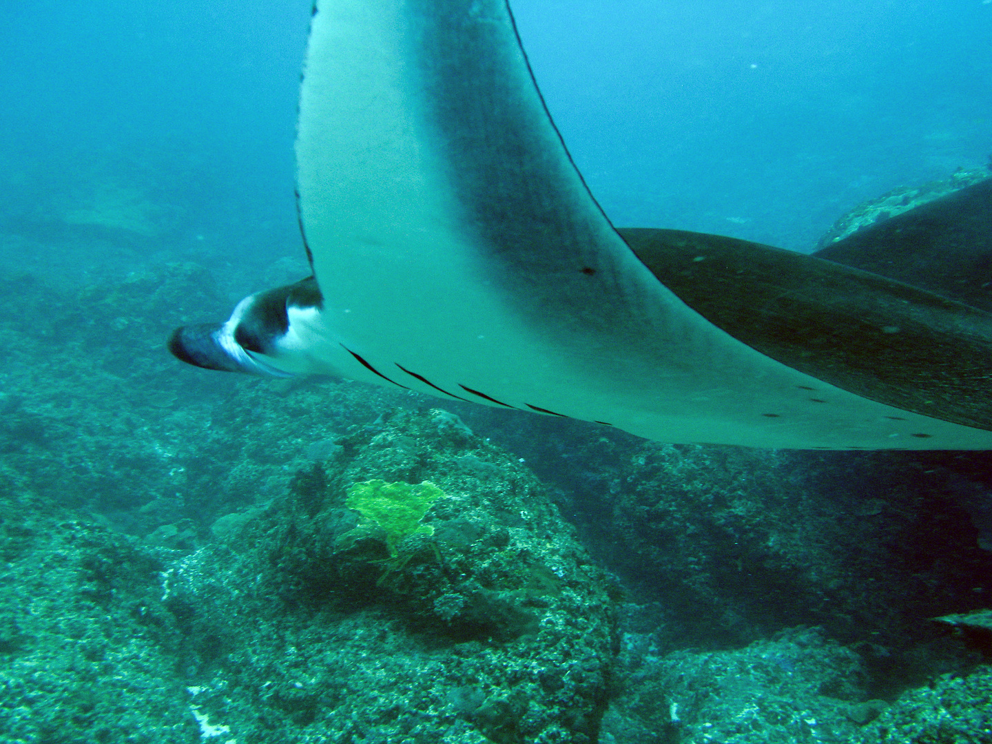 Manta - Close Up