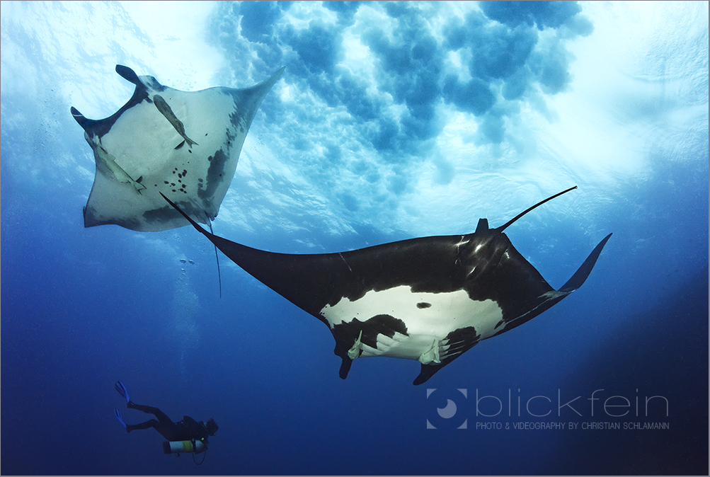 ~Manta Dance~