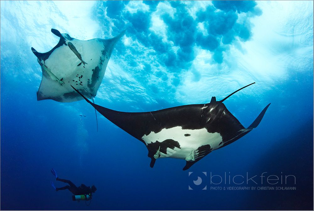 ~Manta Dance~