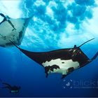 ~Manta Dance~