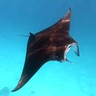 Manta