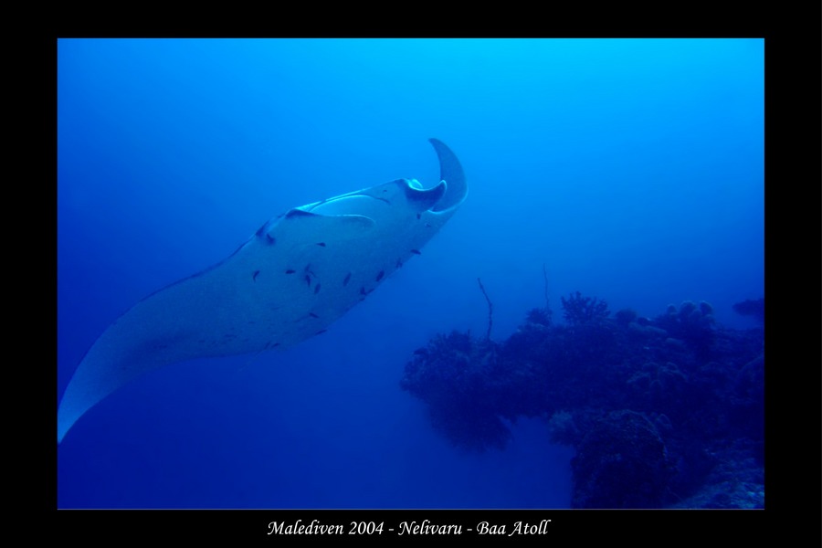 Manta II - Malediven 2004 - Nelivaru - Baa Atoll