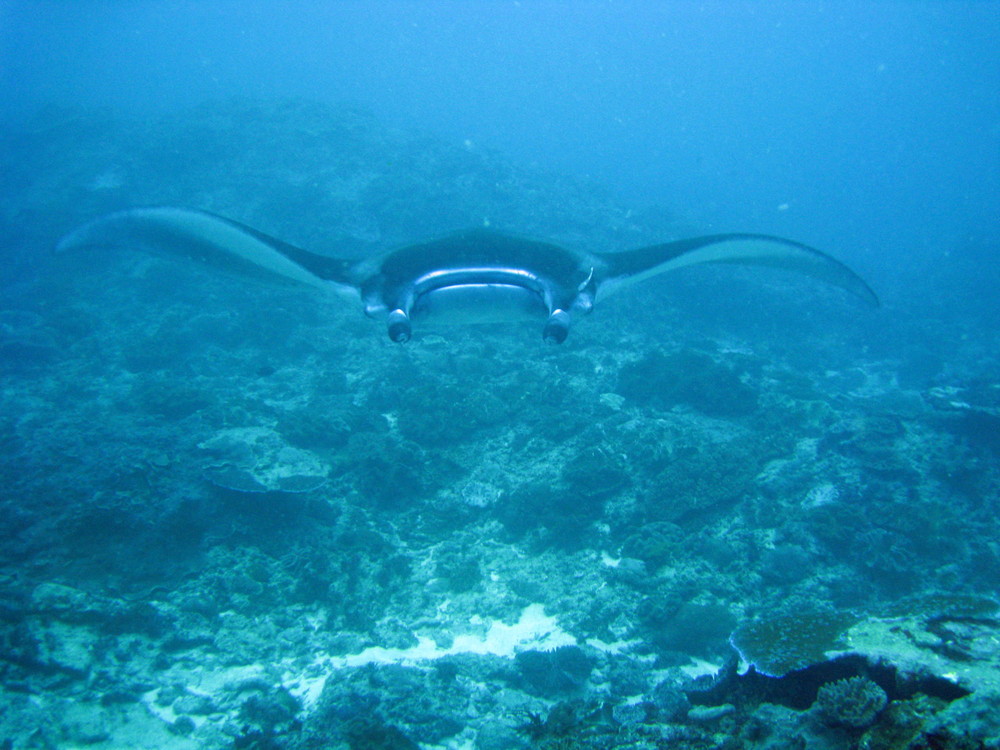 Manta im Anflug