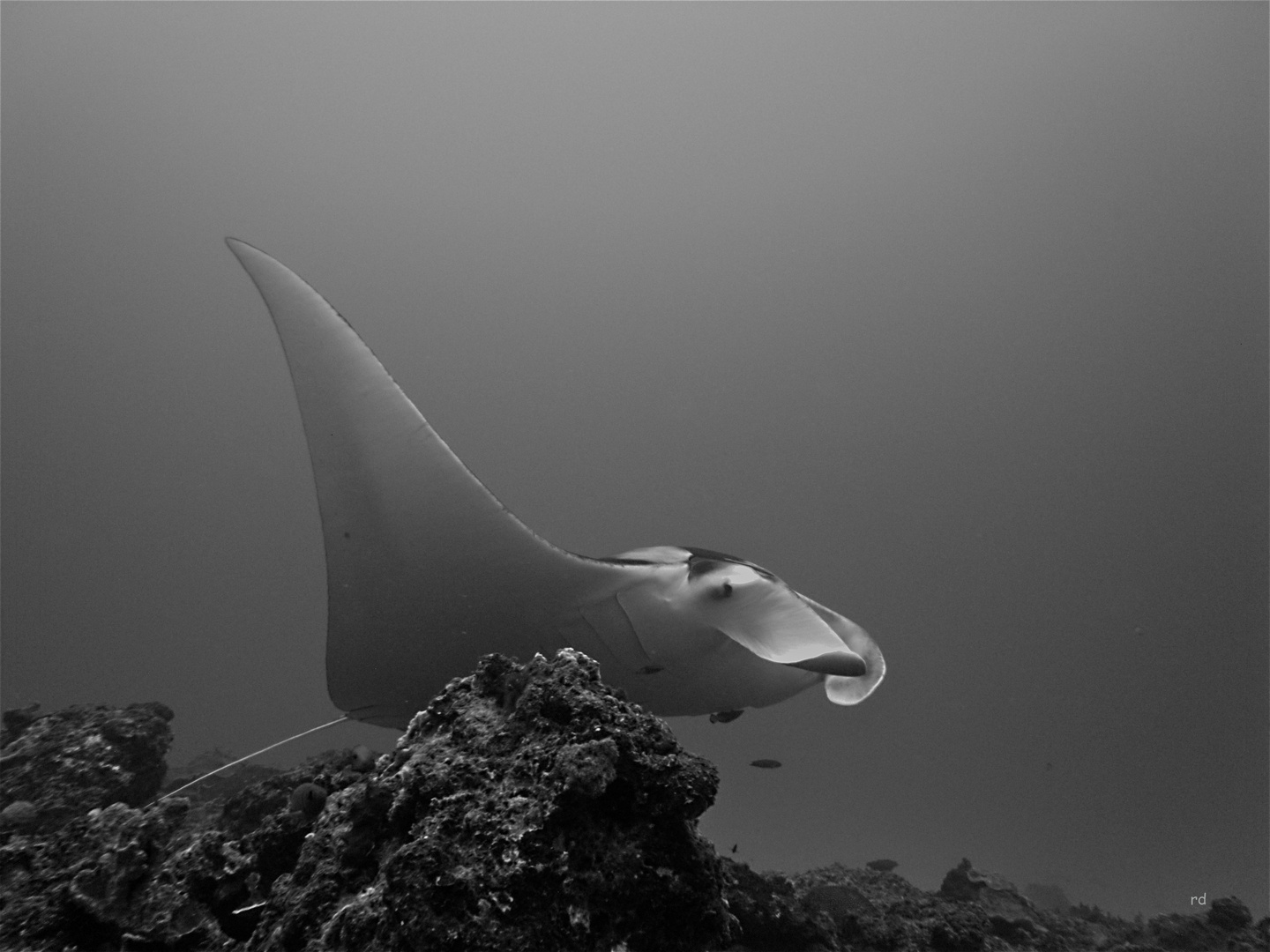 Manta in Nusa Penida