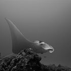 Manta in Nusa Penida