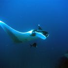 Manta in Thailand