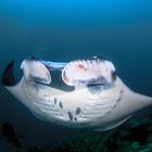 Manta in the deep