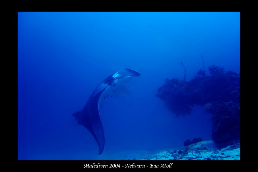 Manta - Malediven 2004 - Nelivaru - Baa Atoll