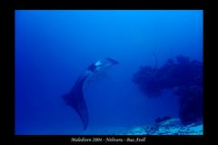 Manta - Malediven 2004 - Nelivaru - Baa Atoll