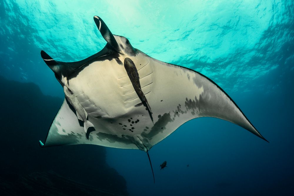 Manta Manta Foto & Bild meer, natur, tiere Bilder auf