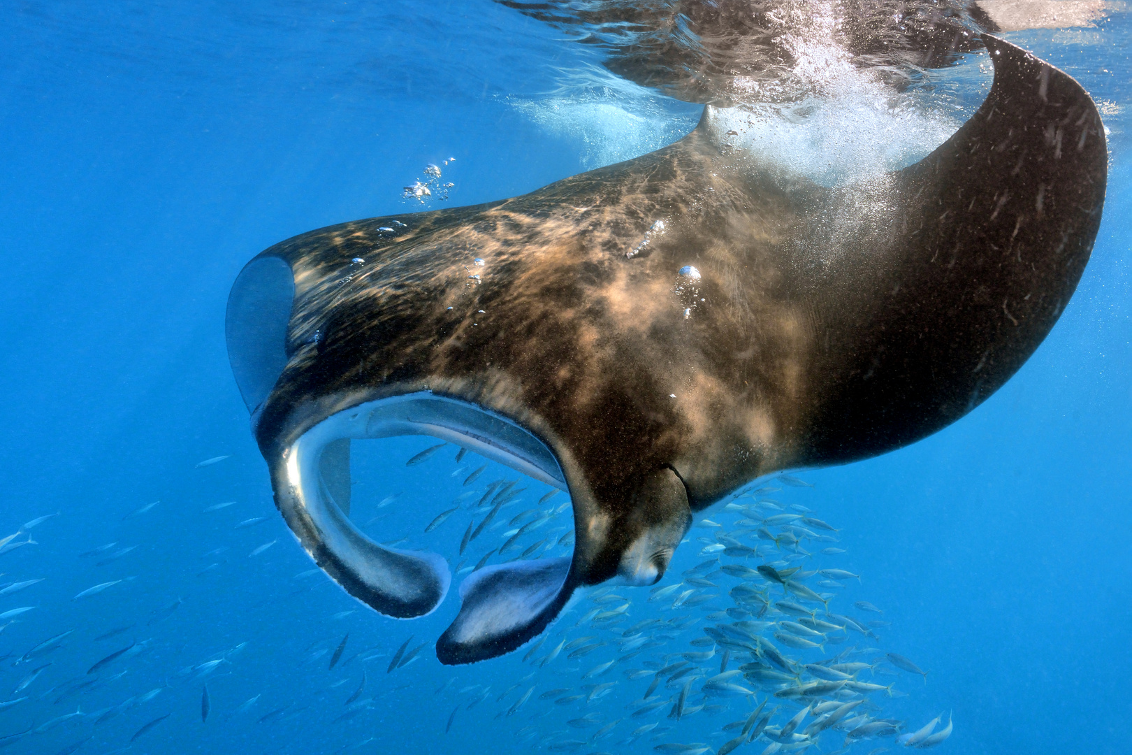 Manta (Manta birostris)