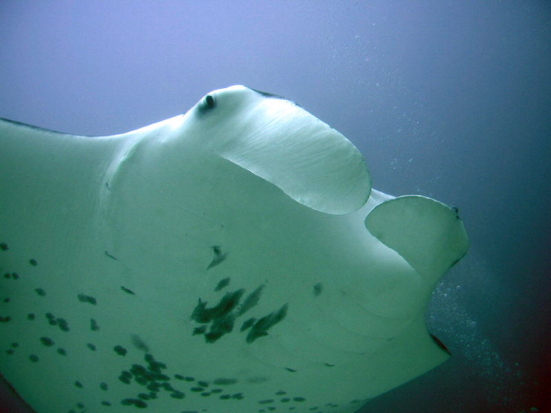 Manta Manta