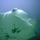 Manta Manta