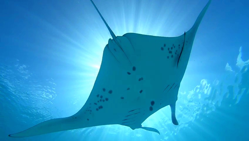 MANTA... My favourit