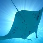 MANTA... My favourit