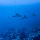 Manta Patrouille