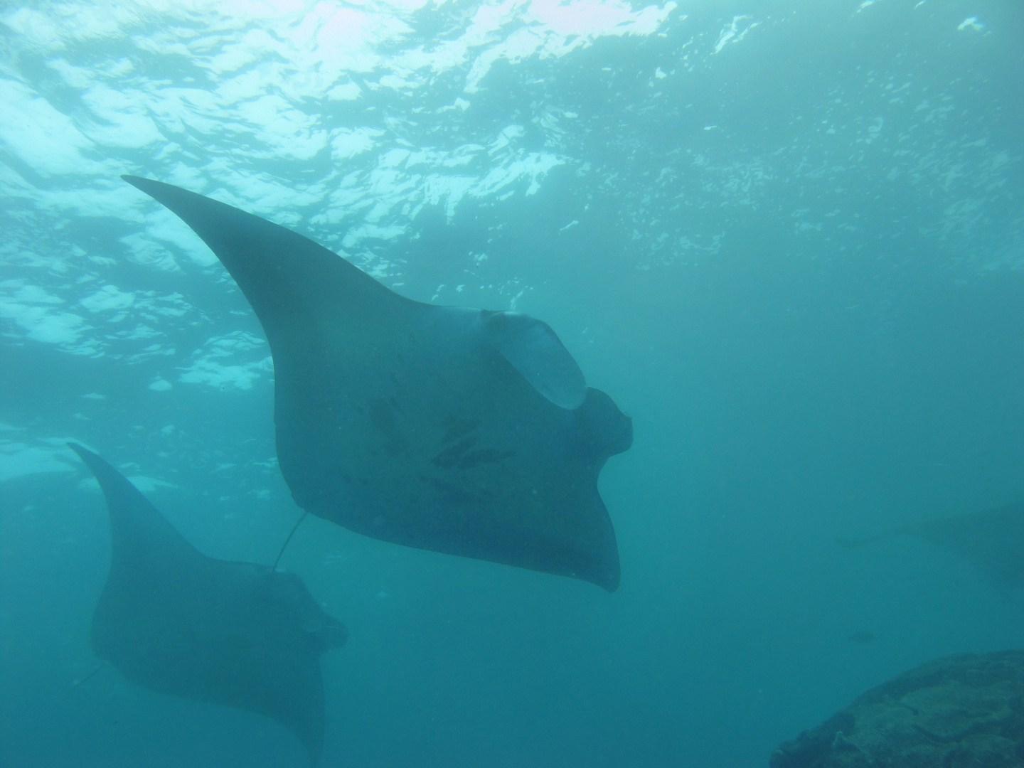 Manta Point vor Nusa Penida / Bali