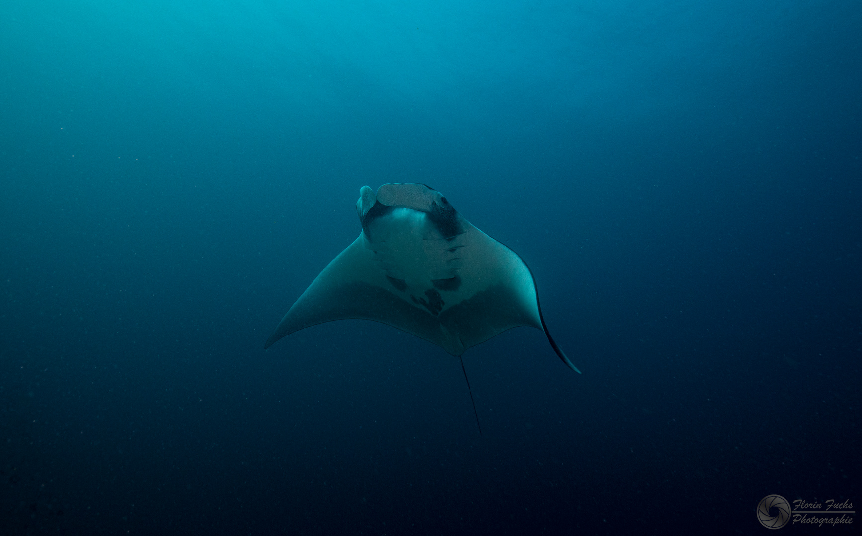 Manta @ Raa Atoll Malediven