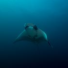 Manta @ Raa Atoll Malediven