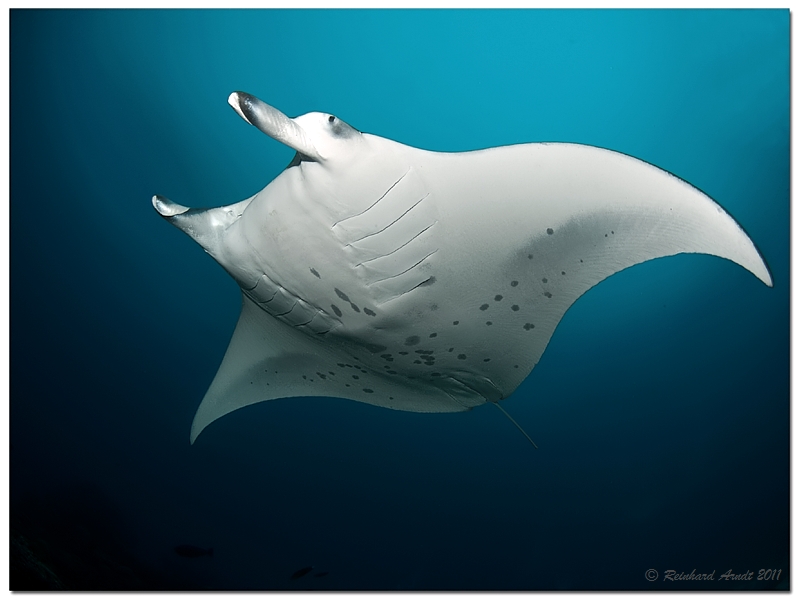 manta ray (2)