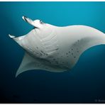 manta ray (2)