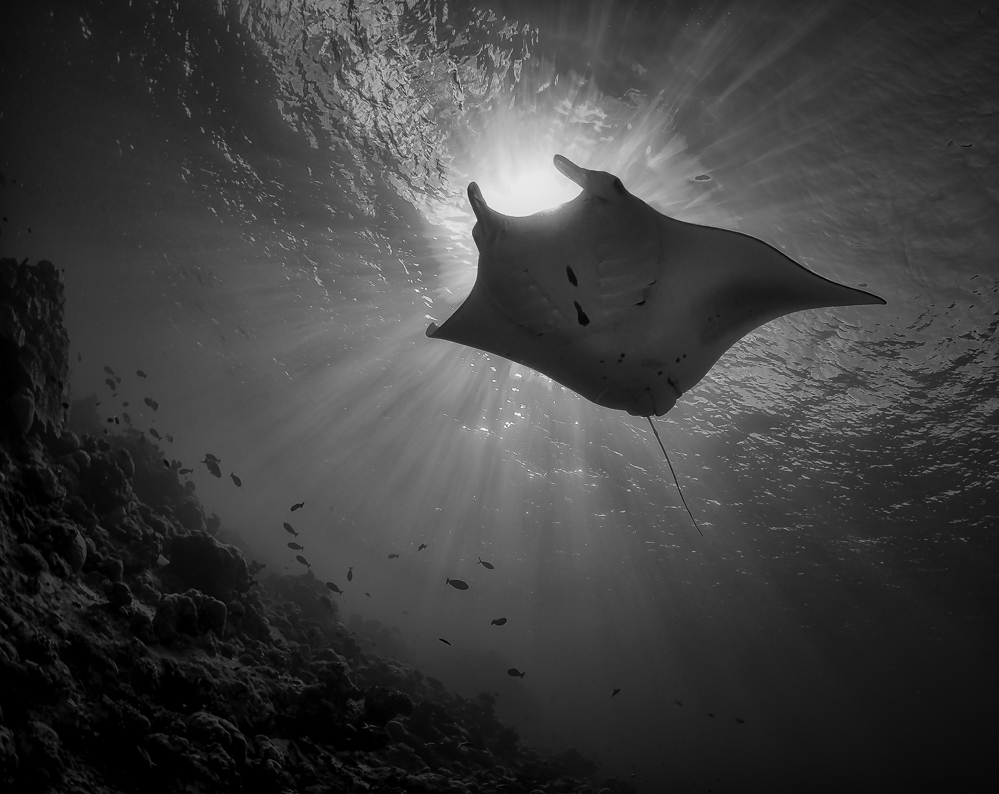 manta ray