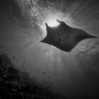 manta ray