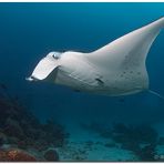 manta ray (3)