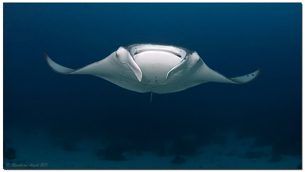 manta ray (4)