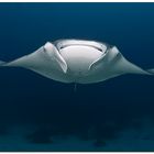 manta ray (4)