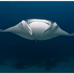 manta ray (4)