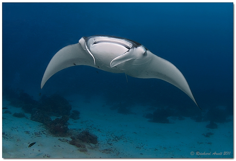 manta ray (5)