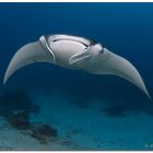 manta ray (5)