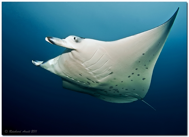 Manta Ray (6)