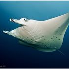 Manta Ray (6)