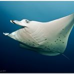 Manta Ray (6)