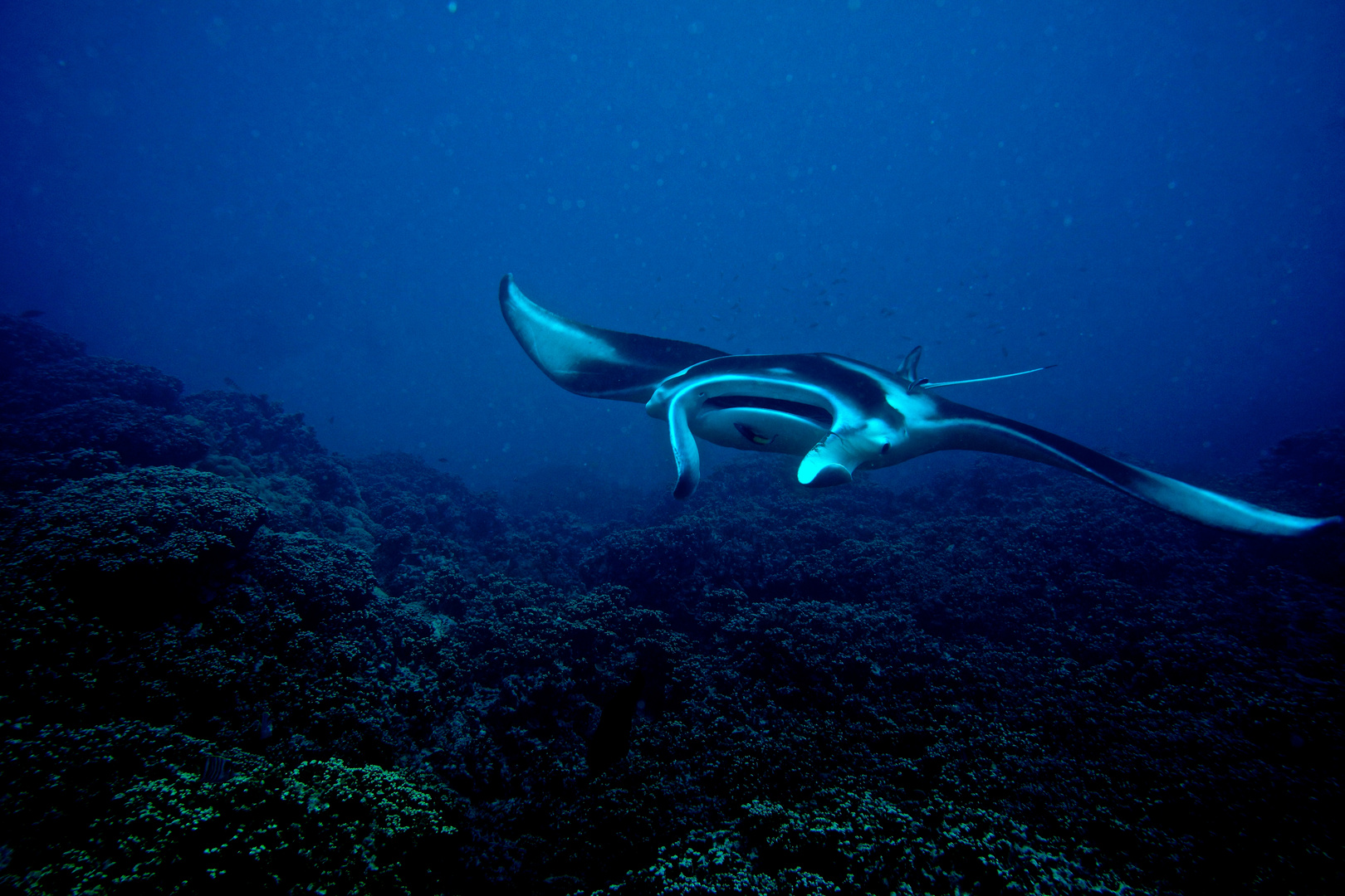 Manta Ray