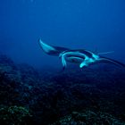 Manta Ray