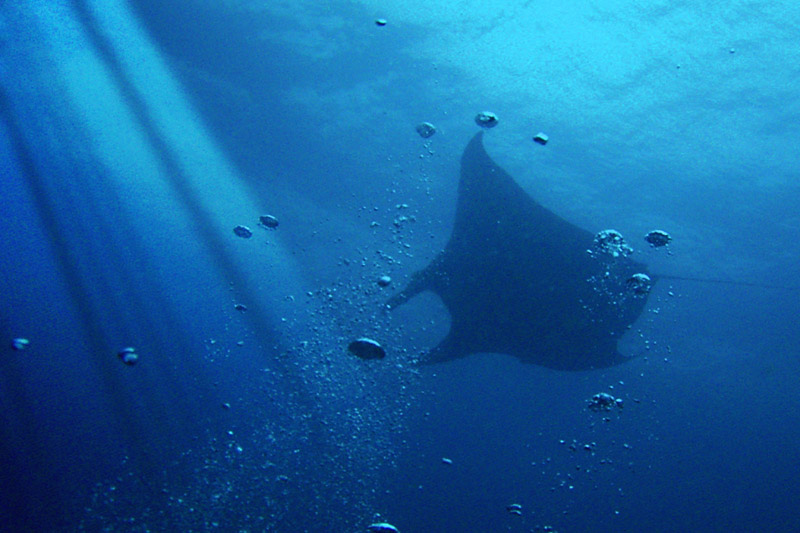 Manta Ray