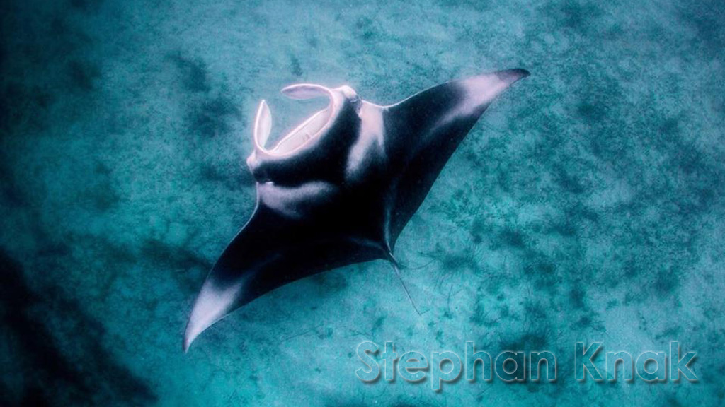 Manta Ray