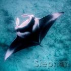 Manta Ray